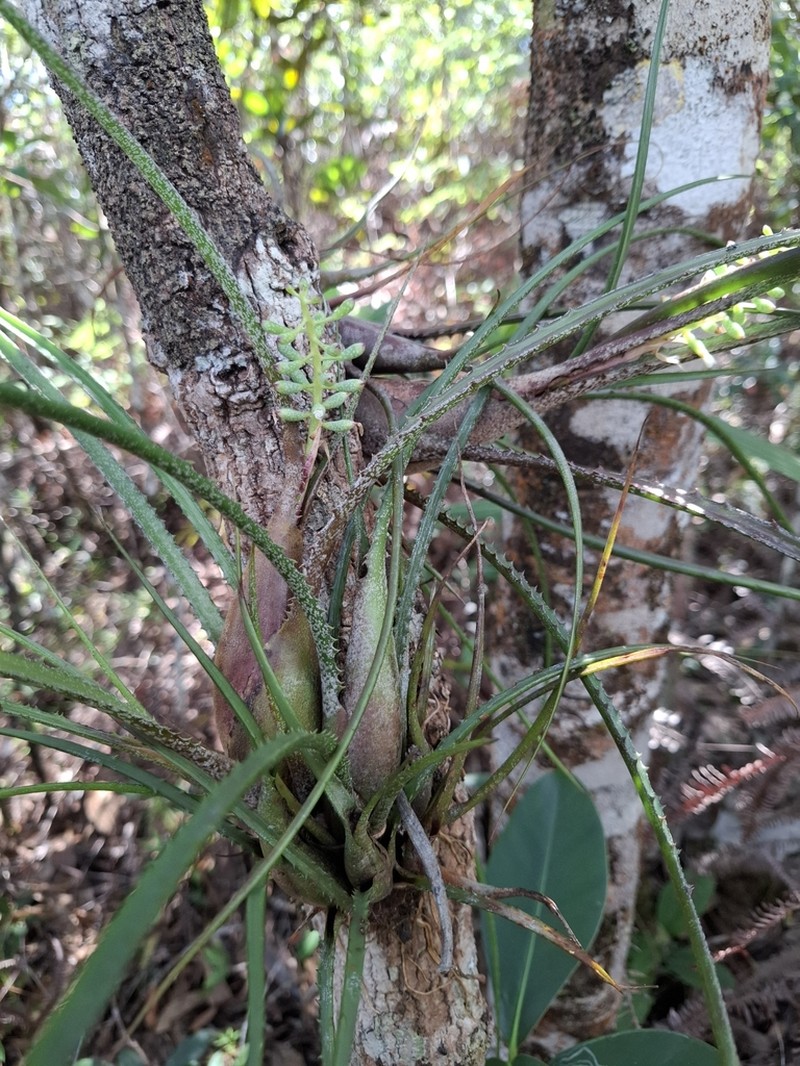Araeococcus flagellifolius photo 2