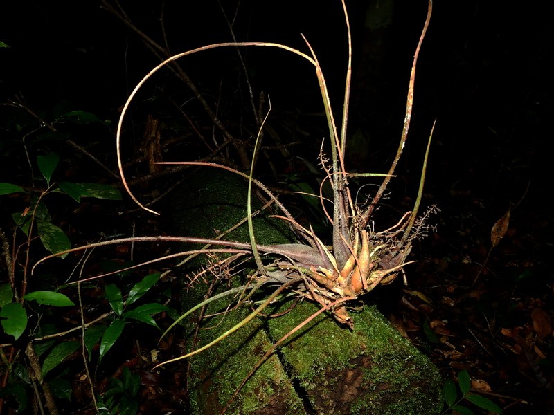 Araeococcus flagellifolius photo 3