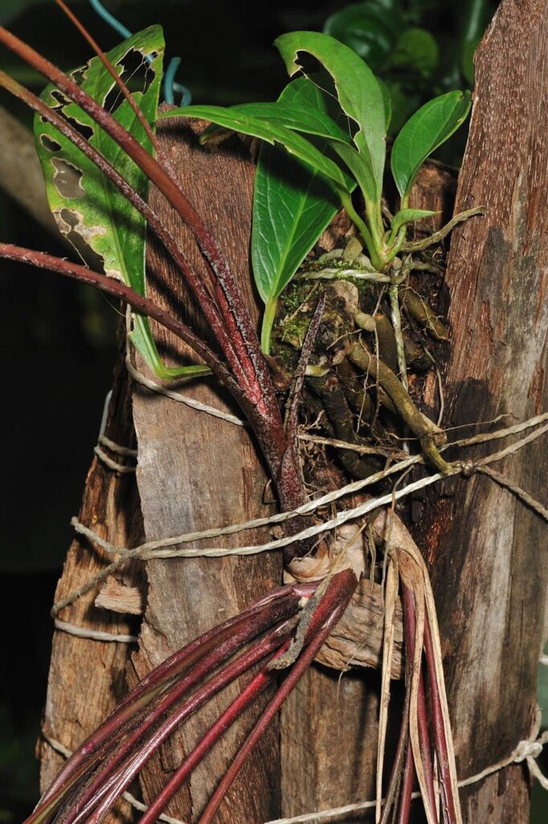 Araeococcus flagellifolius photo 4