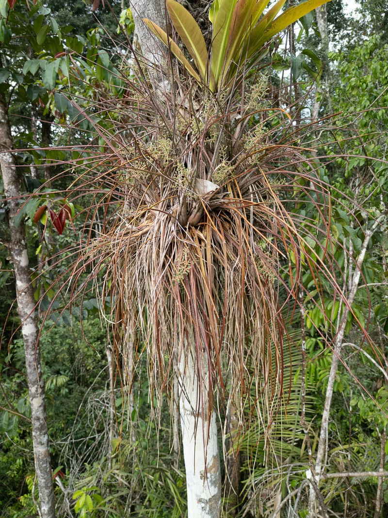 Araeococcus flagellifolius photo 5