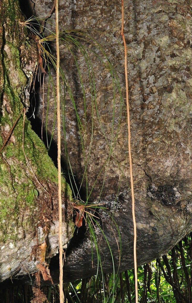Araeococcus flagellifolius photo 6