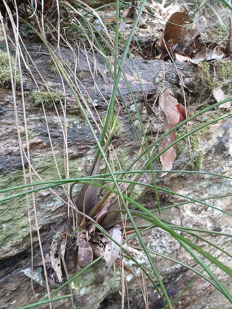Araeococcus flagellifolius photo 7