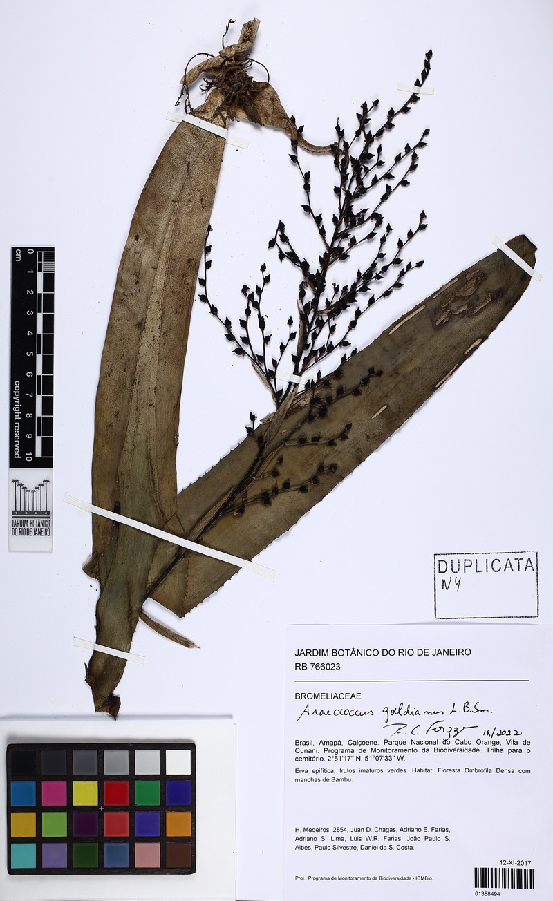 Araeococcus goeldianus photo 2