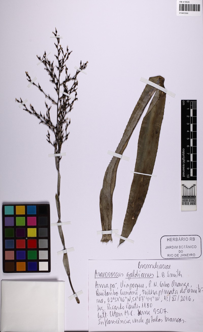 Araeococcus goeldianus photo 4