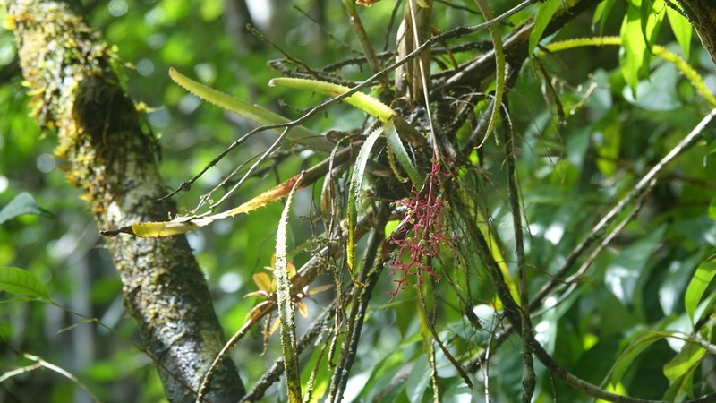 Araeococcus micranthus