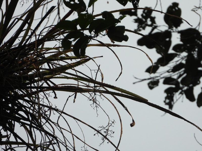 Araeococcus micranthus photo 3