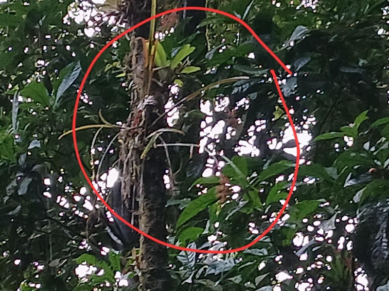 Araeococcus micranthus photo 7