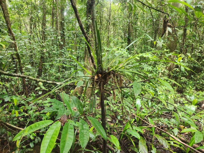 Araeococcus micranthus photo 8