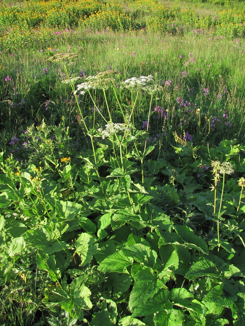 Arafoe aromatica