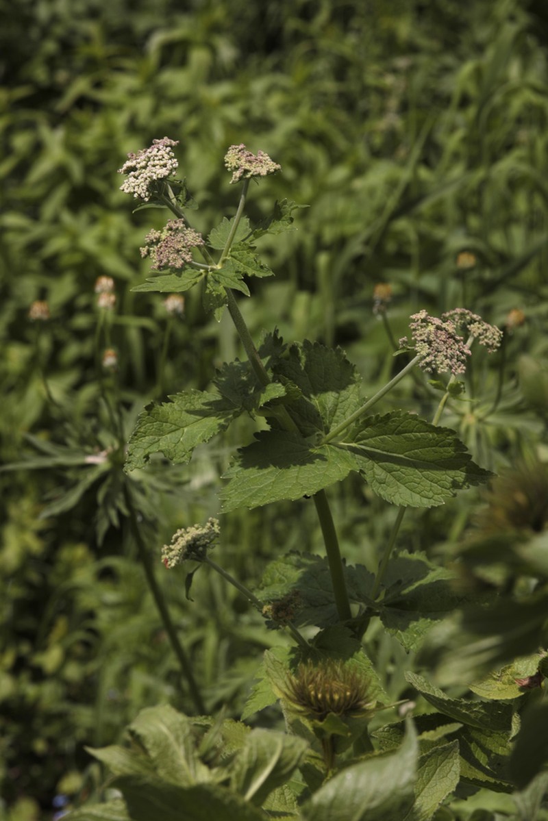 Arafoe aromatica photo 2