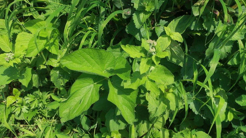 Arafoe aromatica photo 3