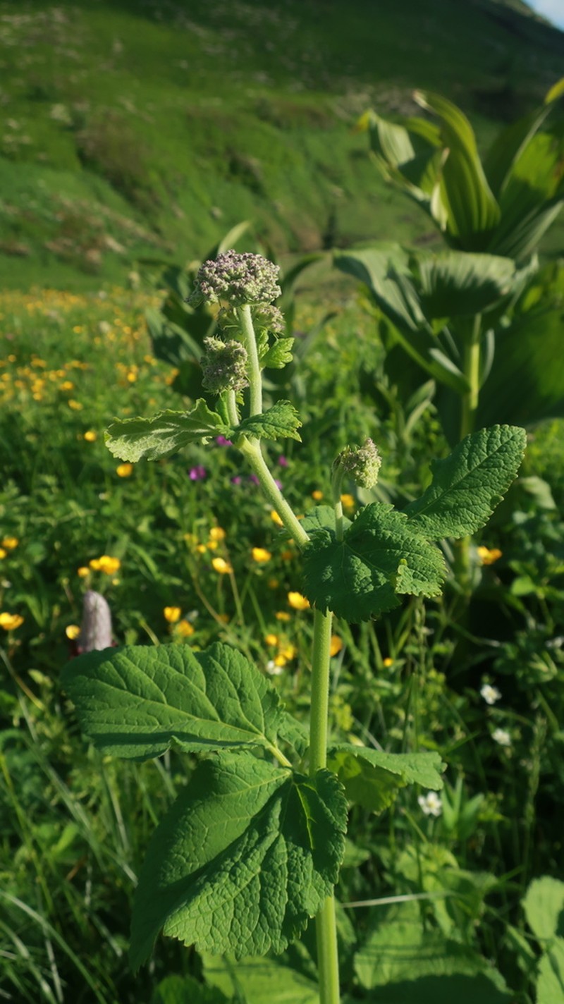 Arafoe aromatica photo 4