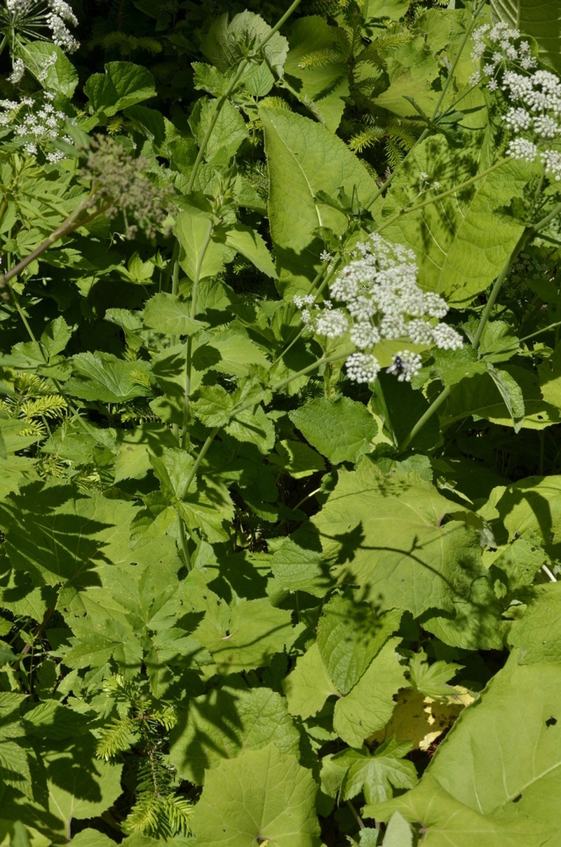 Arafoe aromatica photo 5
