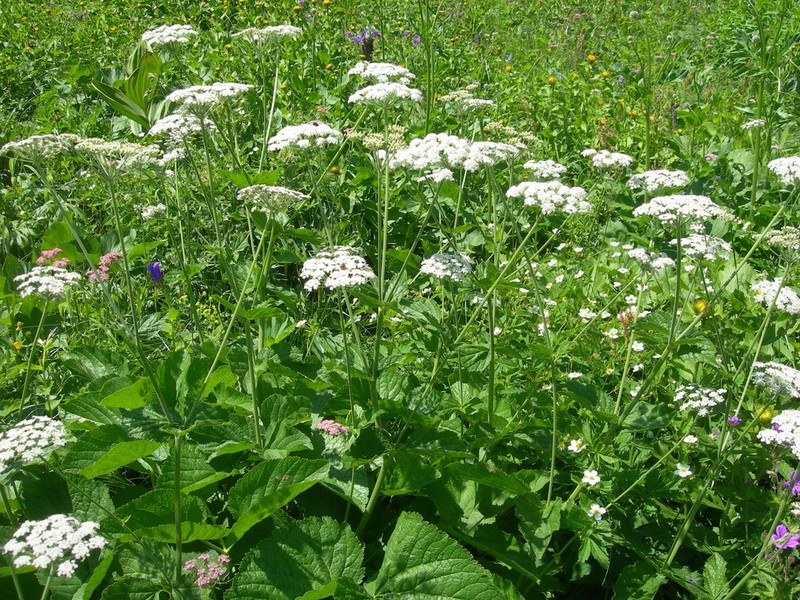 Arafoe aromatica photo 6