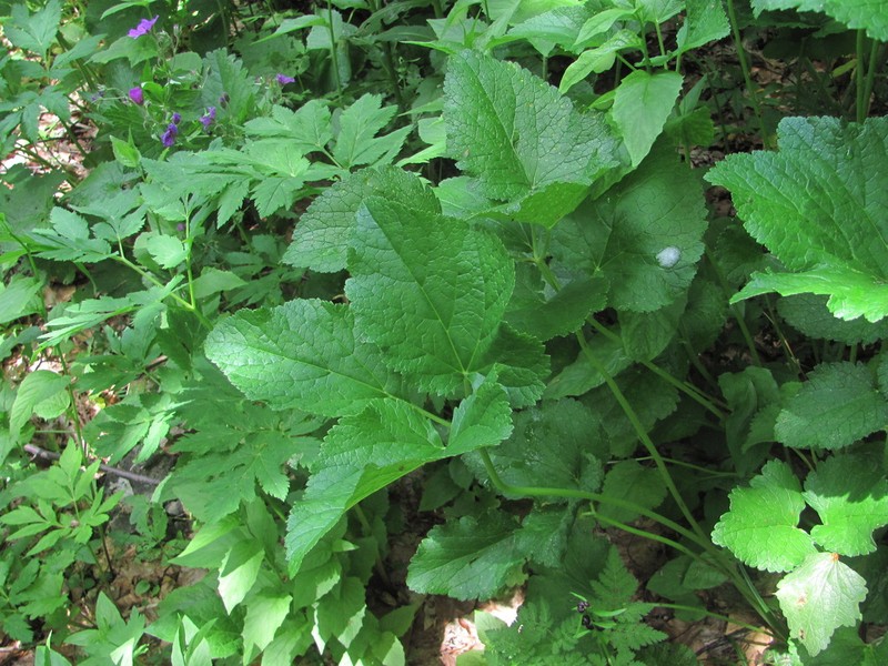 Arafoe aromatica photo 7