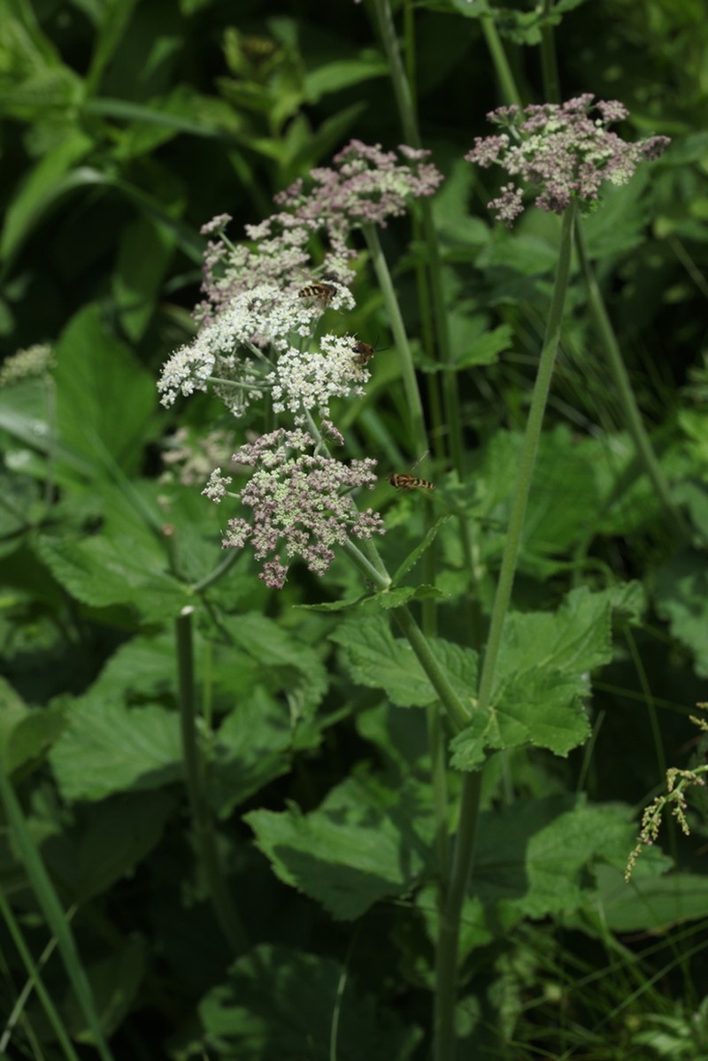 Arafoe aromatica photo 8