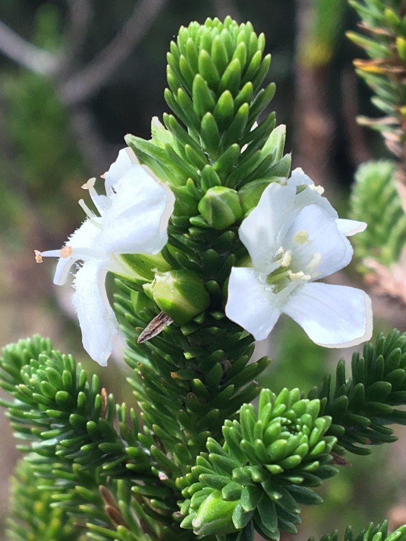 Aragoa abietina
