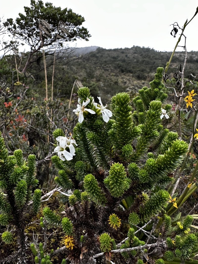 Aragoa abietina photo 3