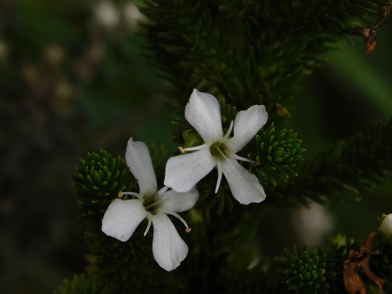 Aragoa abietina photo 4