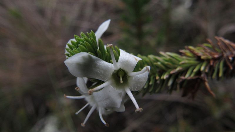 Aragoa abietina photo 7