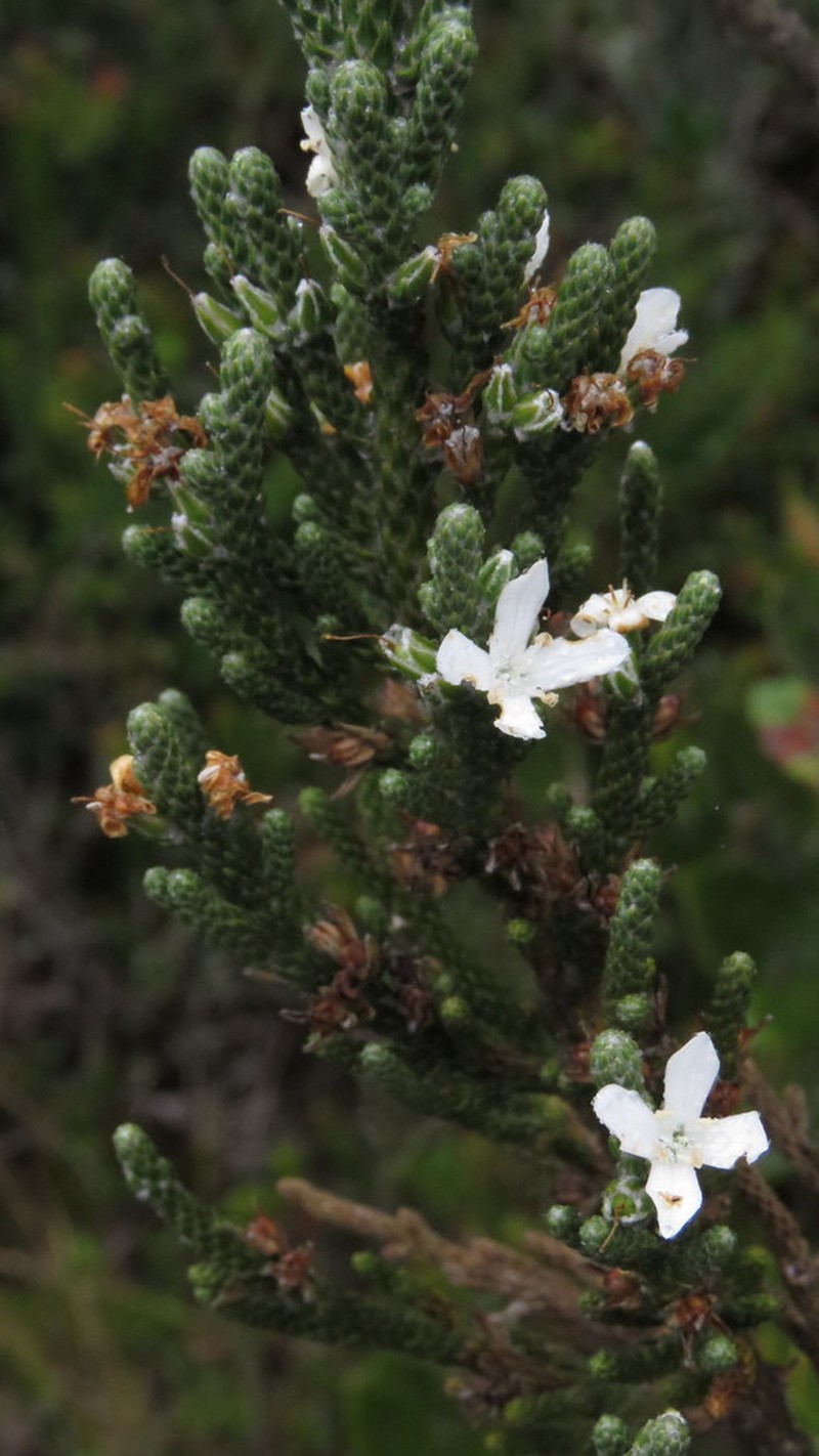 Aragoa abietina photo 8