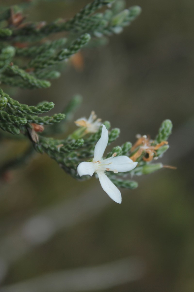 Aragoa cleefii