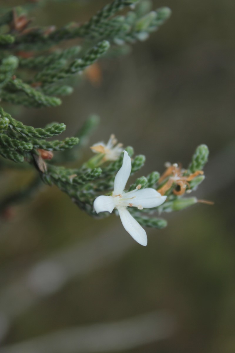Aragoa cleefii photo 2