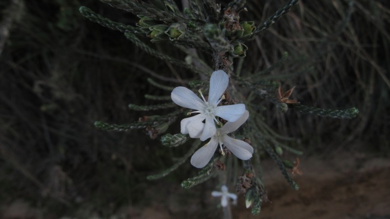 Aragoa cupressina