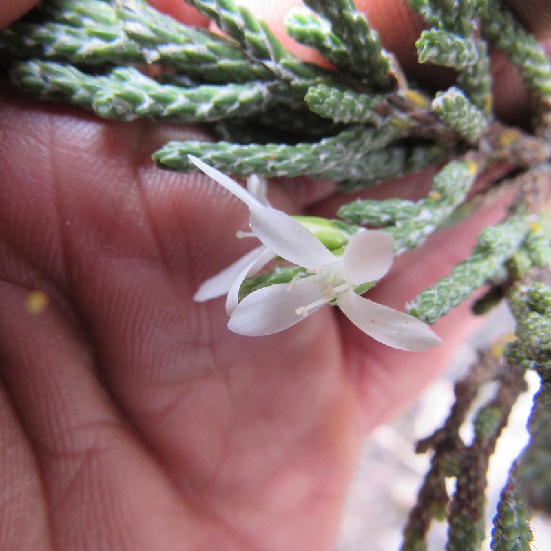Aragoa cupressina photo 2