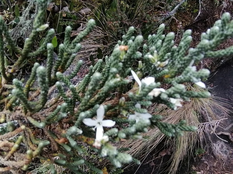 Aragoa cupressina photo 7