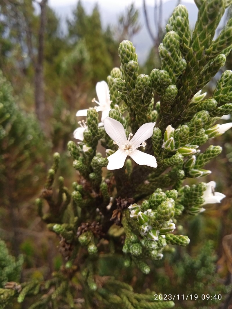 Aragoa cupressina photo 8