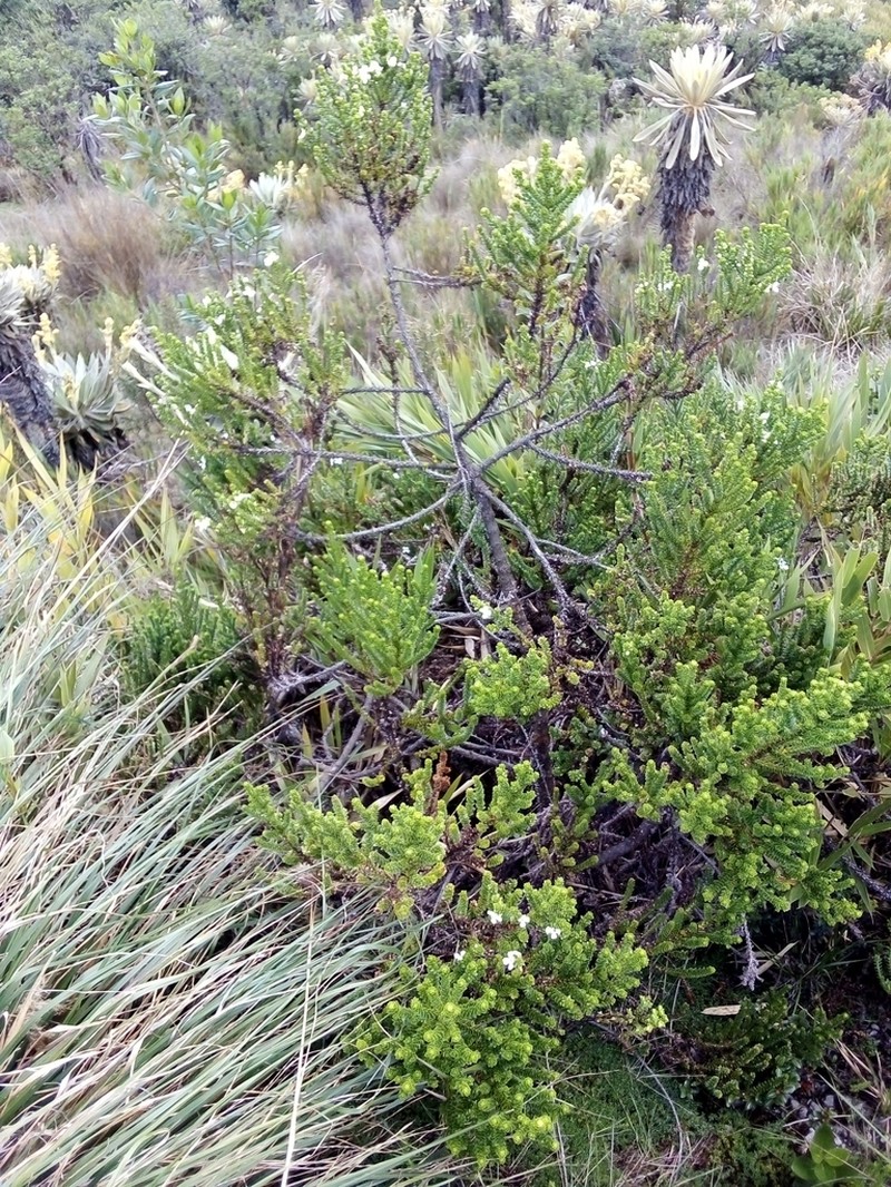 Aragoa dugandii