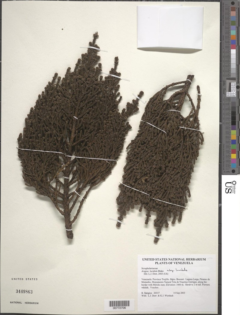 Aragoa lucidula subsp. lucidula