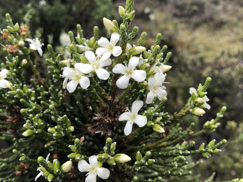Aragoa lycopodioides photo 2