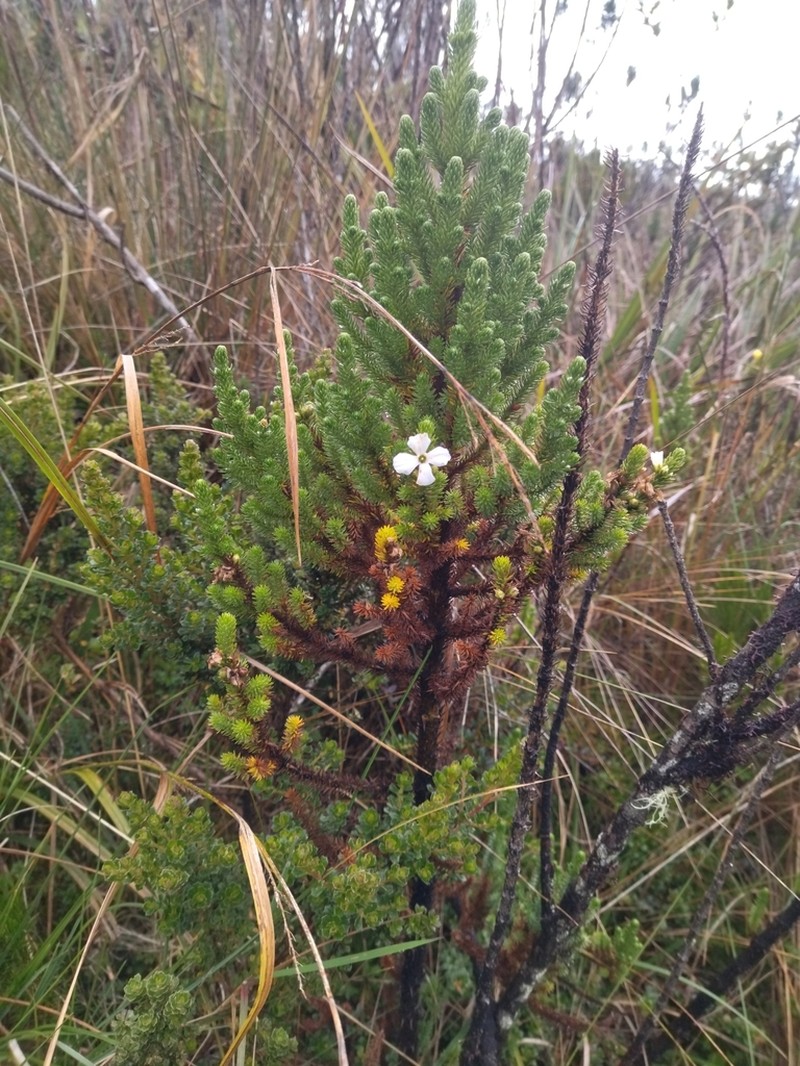 Aragoa occidentalis