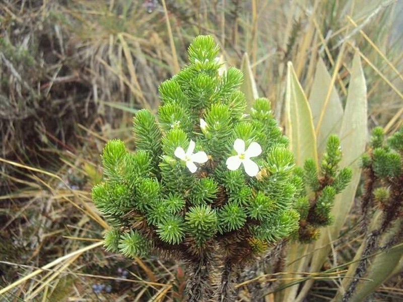 Aragoa occidentalis photo 2