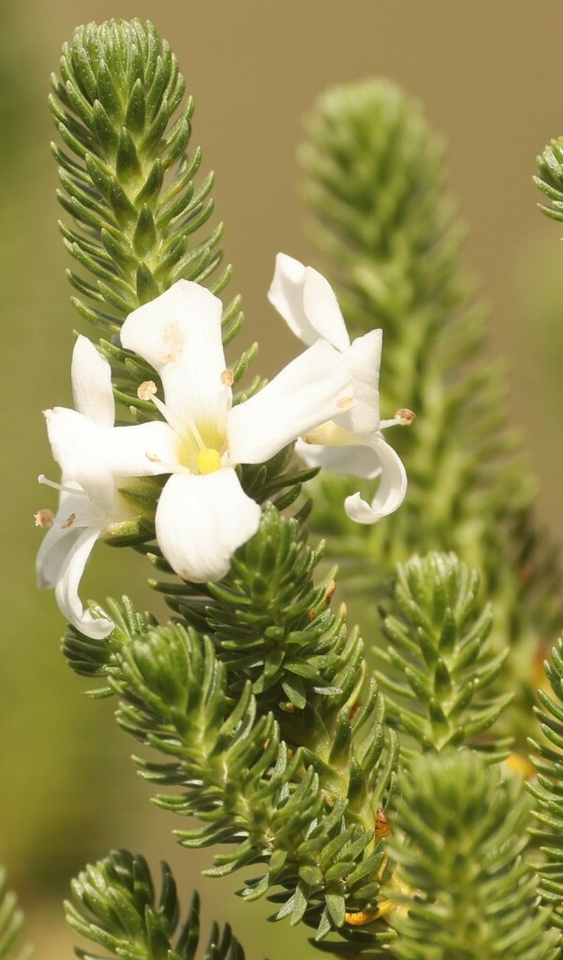 Aragoa occidentalis photo 4
