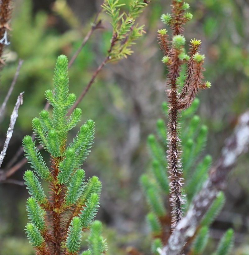 Aragoa occidentalis photo 8