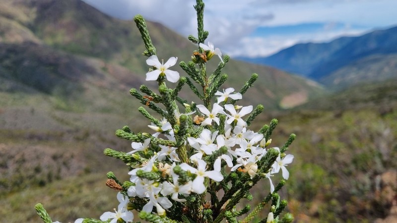 Aragoa romeroi