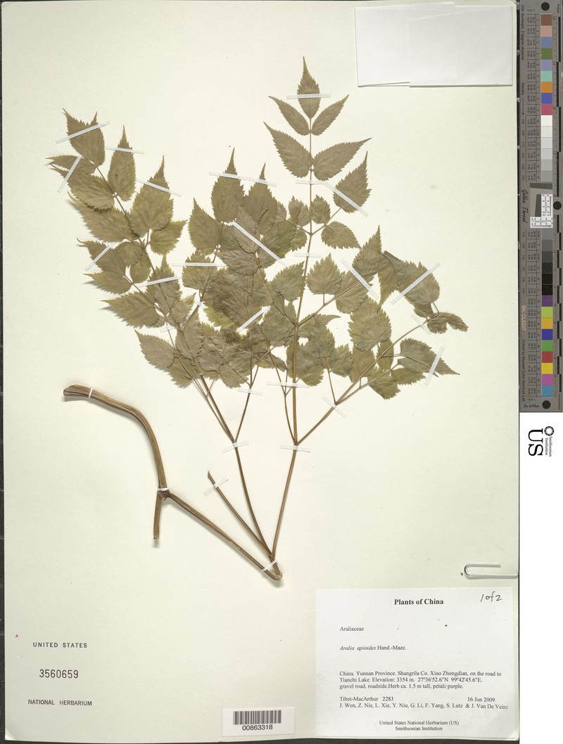 Aralia apioides photo 2