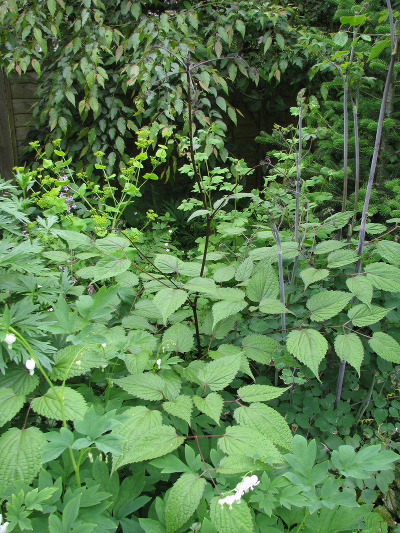 Aralia apioides