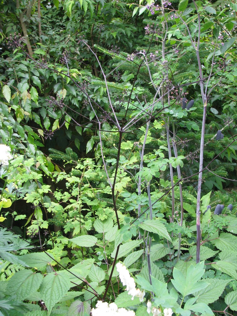 Aralia apioides photo 3