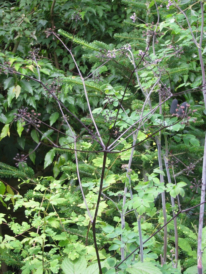 Aralia apioides photo 4