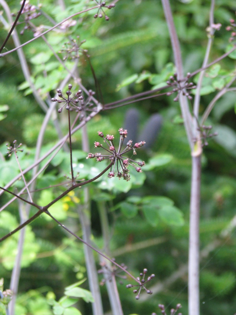 Aralia apioides photo 5