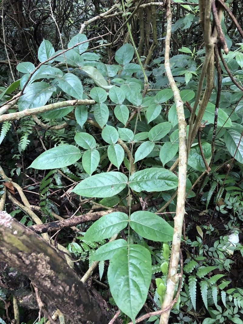 Aralia armata