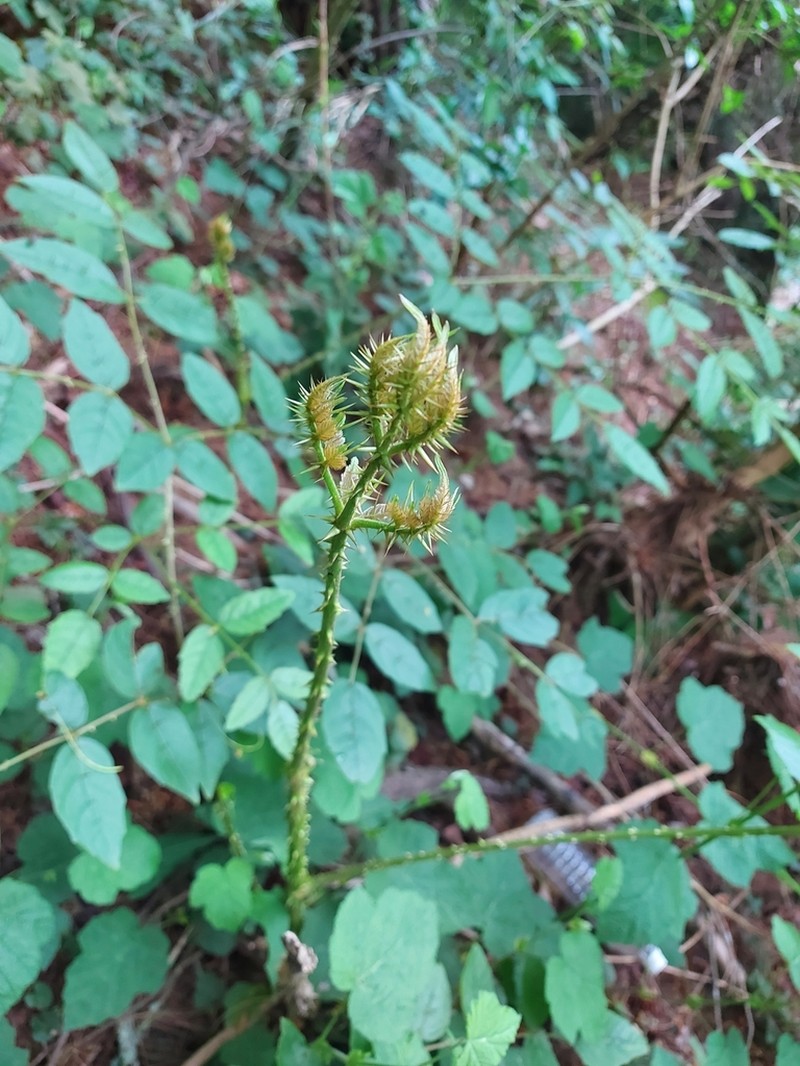 Aralia armata photo 2