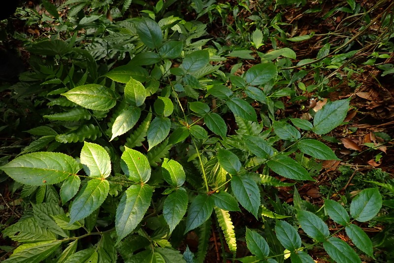 Aralia armata photo 3
