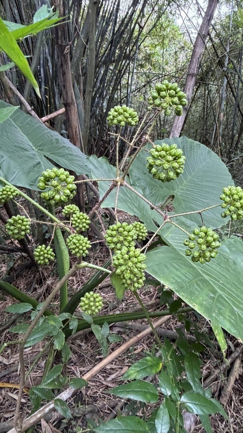 Aralia armata photo 4