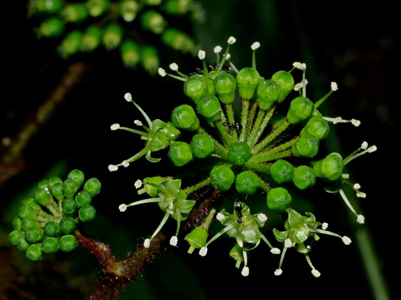 Aralia armata photo 5