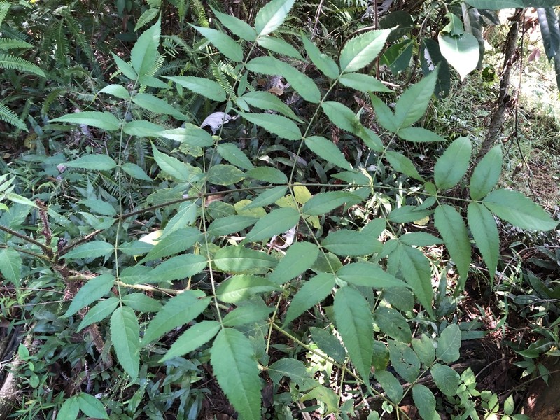 Aralia armata photo 6